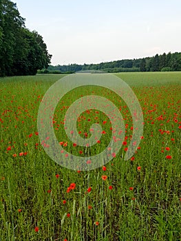 Field of beautiful red poppies