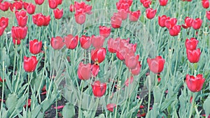 Field of beautiful red tulips in the spring.