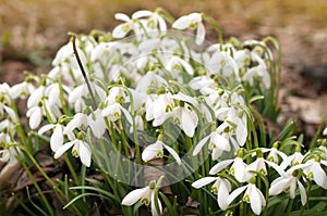 Field of beautiful snowdrops. Closeup of early spring white snow drop plant growing densely in in the garden