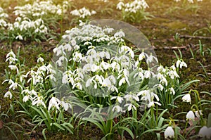 Field of beautiful snowdrops. Closeup of early spring white snow drop plant growing densely in in the garden