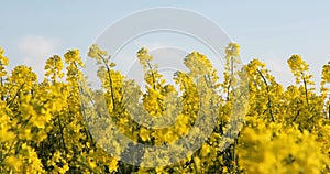 Field of beautiful springtime golden flower of rapeseed on blue sky background, canola colza in Latin Brassica napus in windy weat