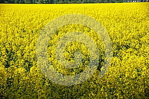 field of beautiful springtime golden flower of rapeseed with blue sky, canola colza in Latin Brassica napus, rapeseed is plant for