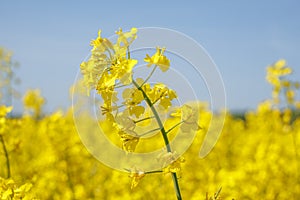 field of beautiful springtime golden flower of rapeseed with blue sky, canola colza in Latin Brassica napus, rapeseed is plant for