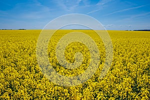field of beautiful springtime golden flower of rapeseed with blue sky, canola colza in Latin Brassica napus, rapeseed is plant for