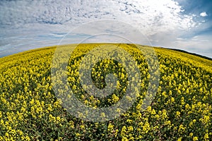 Field of beautiful springtime golden flower of rapeseed with blue sky, canola colza in Latin Brassica napus with rural road and