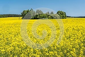 Field of beautiful springtime golden flower of rapeseed with blue sky, canola colza in Latin Brassica napus with rural road and