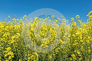 Field of beautiful springtime golden flower of rapeseed with blue sky, canola colza in Latin Brassica napus with rural road and