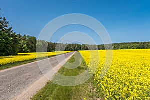 Field of beautiful springtime golden flower of rapeseed with blue sky, canola colza in Latin Brassica napus with rural road and