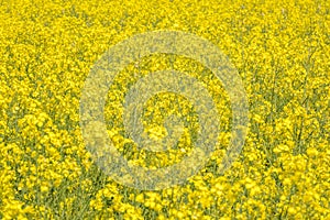 Field of beautiful springtime golden flower of rapeseed, canola colza in Latin Brassica napus, rapeseed is plant for green