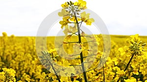 Field of beautiful springtime golden flower of rapeseed closeup on blurred background, canola colza in Latin Brassica napus in win