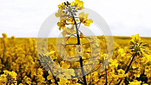 Field of beautiful springtime golden flower of rapeseed closeup on blurred background, canola colza in Latin Brassica napus in win