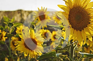 Field of beautiful sunflowers