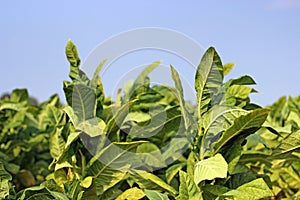 A field of beautiful tobacco in Poland