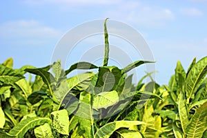 A field of beautiful tobacco in Poland