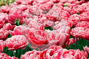 Field of beautiful tulips