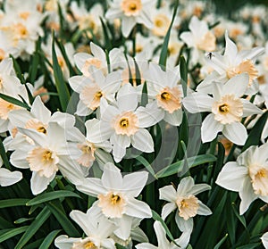 Field of beautiful white daffodils in spring time