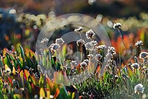 Field of beautiful wild flowers