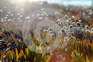 Field of beautiful wild flowers