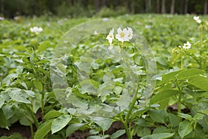 Field with beds of blooming potatoes