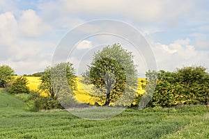 Field Behind the Trees