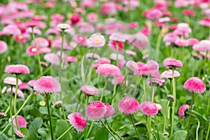 Field of bellis with selective focus