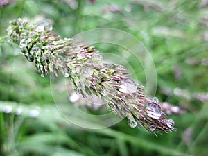 Field bent with water drops, Lithuania