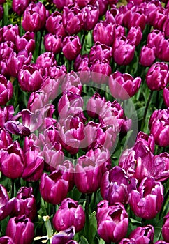 Field of big bright purple tulips close-up at Goztepe Park in Istanbul, Turkey photo