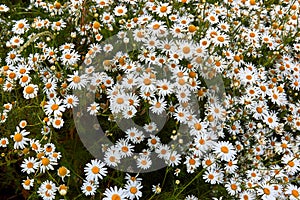 Field big white chamomiles flowers