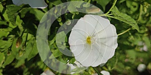 Field bindweed, also called creeping jenny, perennial morningglory or wild morningglory photo