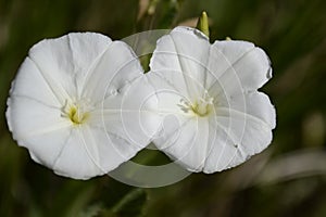 Field Bindweed Blossoms