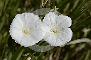 Field Bindweed Blossoms