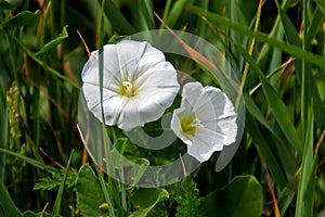 Field Bindweed Blossoms