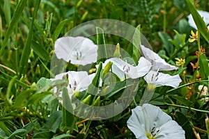 Field bindweed blossoms in white on a summer sunny day