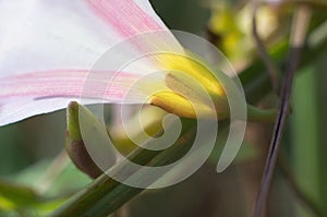 Field bindweed close-up delicate pale pink. White beautiful flower lit by sunlight