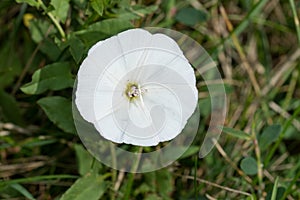 Field Bindweed - Convolvulus arvensis