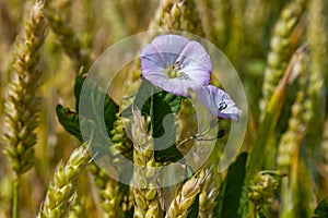 Field bindweed or Convolvulus arvensis European bindweed Creeping Jenny Possession vine herbaceous perennial plant with open and