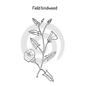 Field Bindweed Convolvulus arvensis .