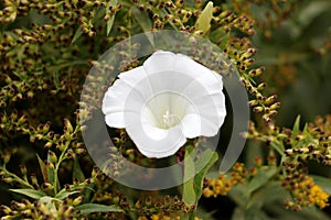 Field bindweed or Convolvulus arvensis herbaceous perennial plant with fully open white flower