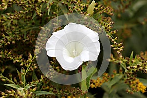 Field bindweed or Convolvulus arvensis herbaceous perennial plant with fully open white flower photo