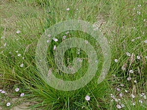 The field bindweed, Convolvulus arvensis photo