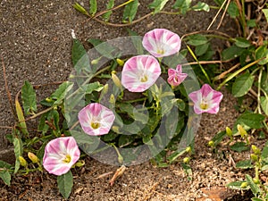 Field bindweed, Convolvulus arvensis, with pink and white flowers, Zeeland, Netherlands photo