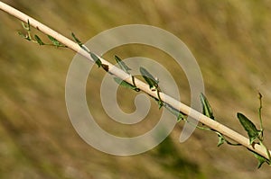 Field Bindweed creeping up a wild leek stem - Convolvulus arvensis photo