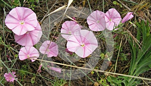 Field bindweed