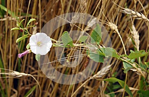 Field bindweed in wheat field