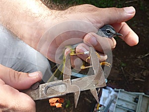 Field biologist measuring a bird's legs