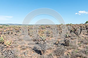 Field of bitter aloes, Aloe ferox