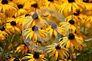 Field of Black-Eyed Susan photo