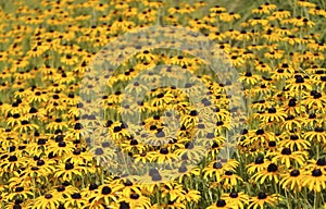 Field of Black Eyed Susan