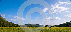 A field of black eyed susan flower with mountains in the background