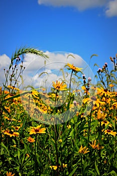 Field of Black Eyed Susan Flowers